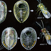parasitized sweetpotato whiteflies